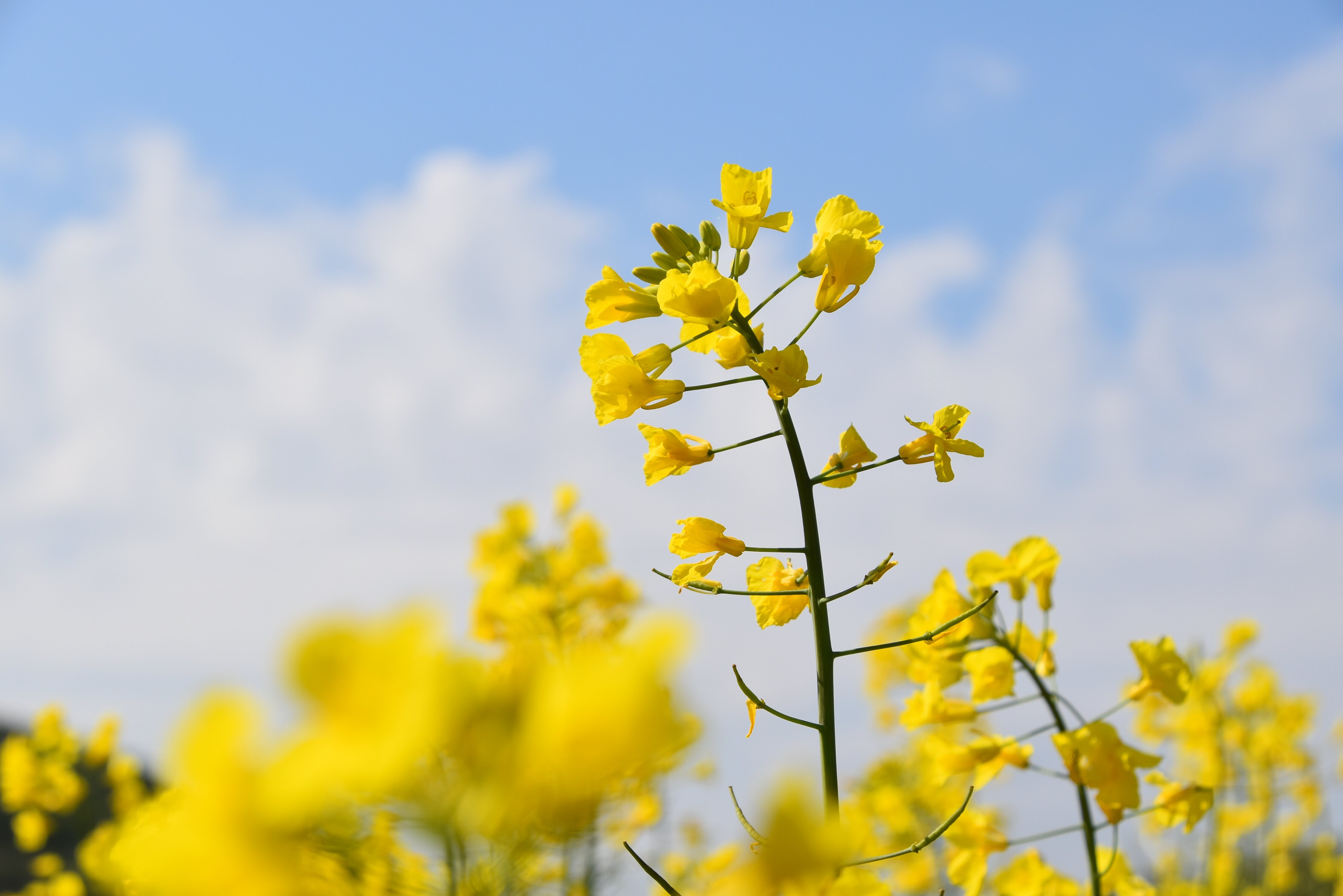 Na Caminu glasno vzdihuješ od lepote narave